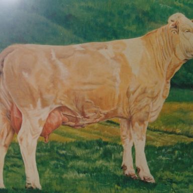 28 vache